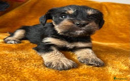 Mixed Breed dogs for sale: SCHNAVALIER PUPPIES  - Image 6