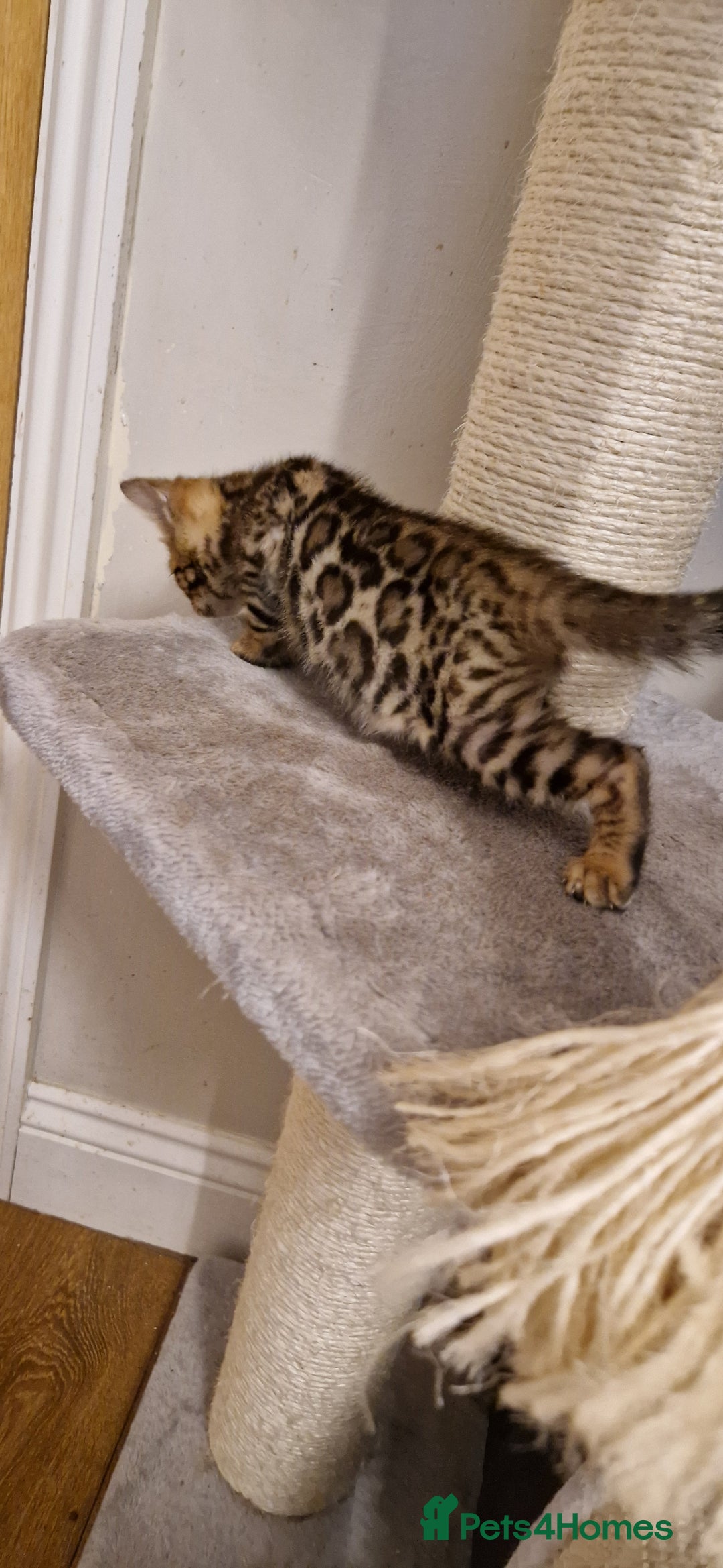 Bengal cats for sale: Beautiful kitten❤️Ready to go 😍  - Advert 6