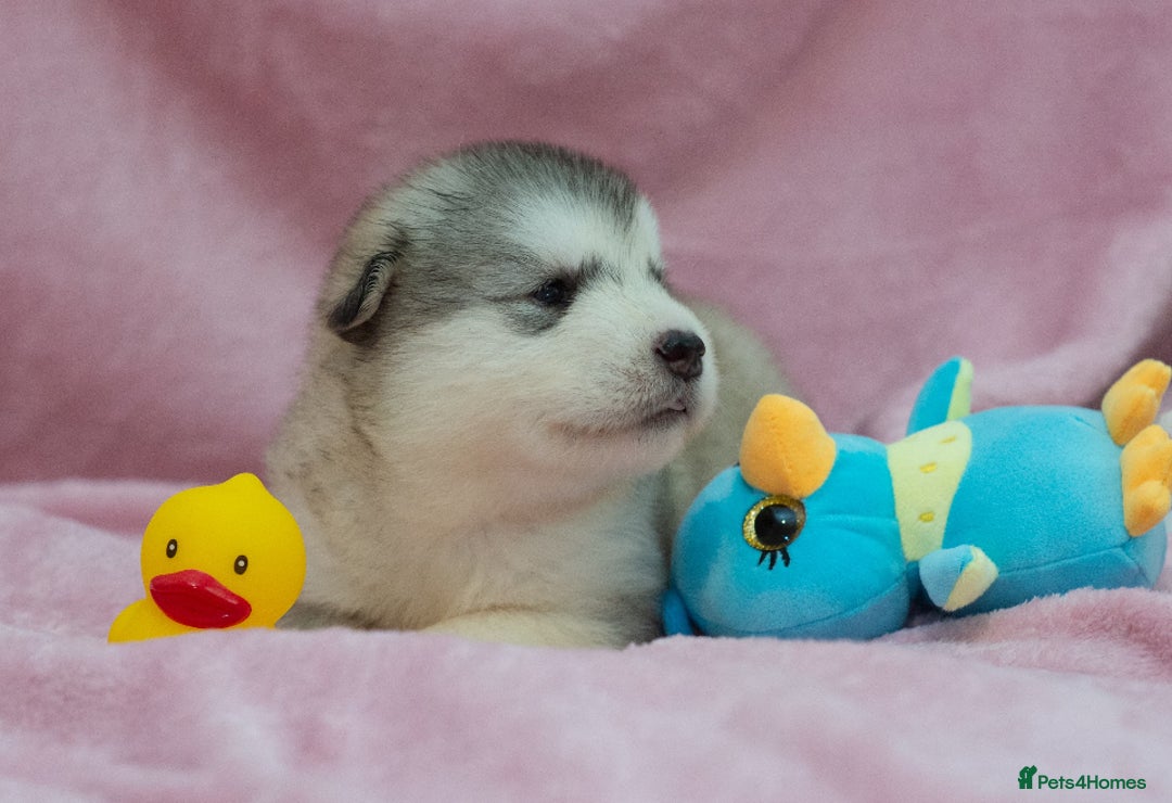 Alaskan Malamute dogs for sale: 🌟Beautiful pure malamutes💯 - Image 15