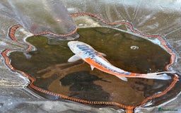Koi Carp fish for sale: Japanese koi carp  - Image 4