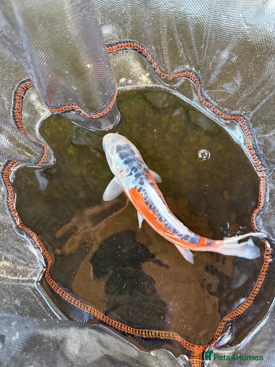 Koi Carp fish for sale: Japanese koi carp  - Image 4