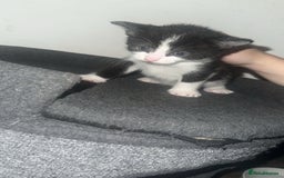 Mixed Breed cats for sale: Loveable Kittens - Advert 5