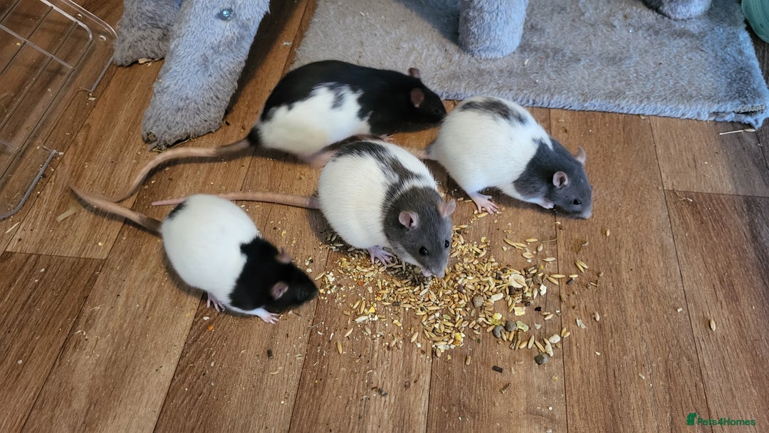 Rat rodents for sale: 4 Female Fancy Rats and Complete Setup  - Advert 1