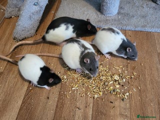Rat rodents 4 Female Fancy Rats and Complete Setup - Advert 1