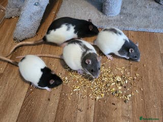 Rat rodents 4 Female Fancy Rats and Complete Setup - Advert 9