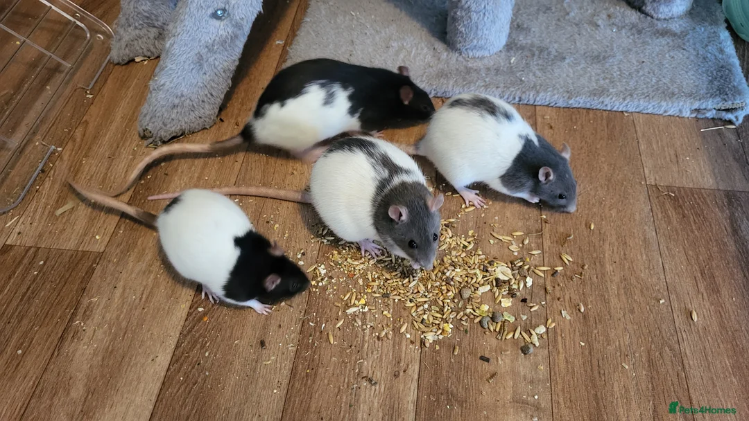 Rat rodents for sale: 4 Female Fancy Rats and Complete Setup  - Advert 1