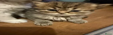Persian Kitten 3