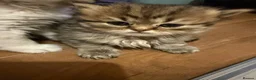 Persian cats for sale: Persian chinchilla pure x4 kittens for sale  - Advert 2