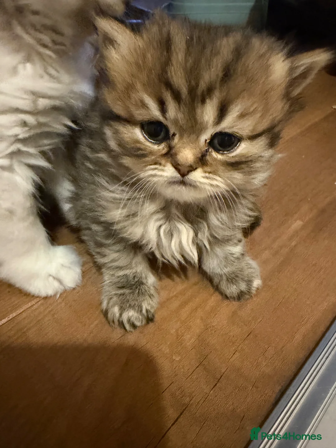 Persian cats for sale: Persian chinchilla pure x4 kittens for sale  - Advert 2