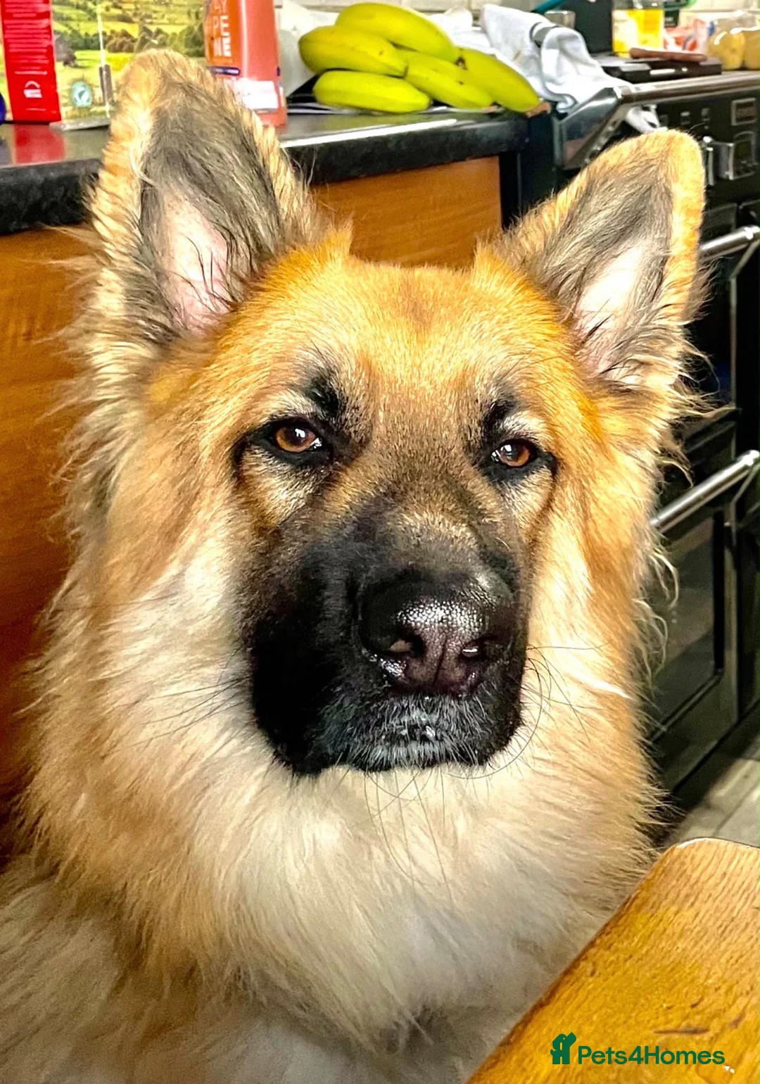 German Shepherd dogs for sale: Unfortunately, having to rehome our gsd  - Advert 2