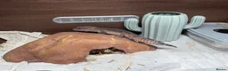 Leopard Gecko reptiles for sale: Black night line leopard ghecko - Advert 2