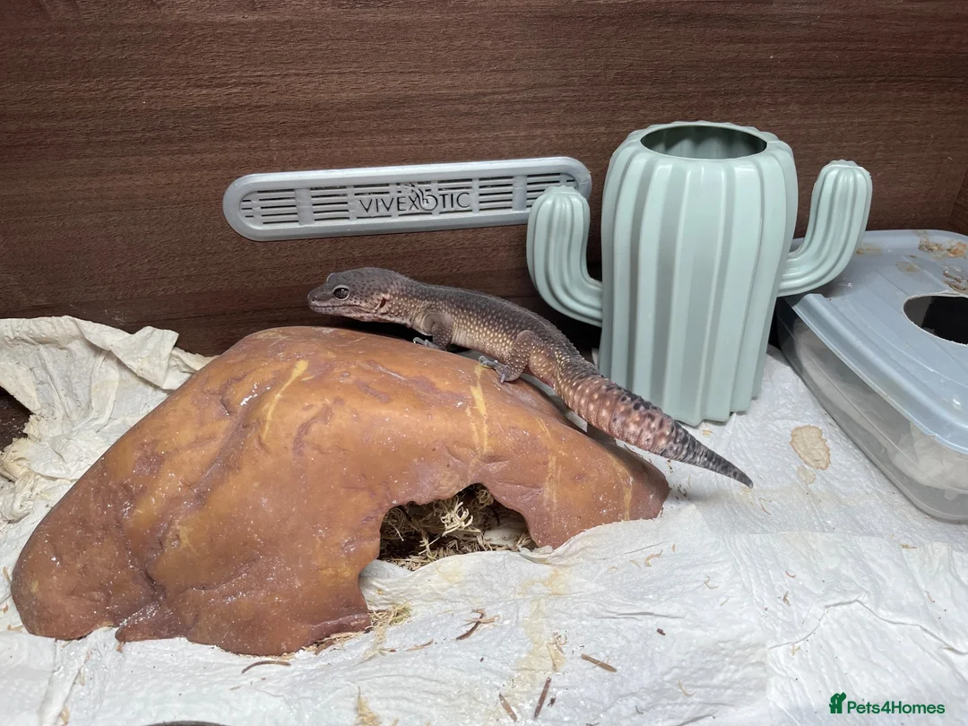 Leopard Gecko reptiles for sale: Black night line leopard ghecko - Advert 2