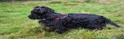 Cocker Spaniel dogs for sale: Show Cocker Spaniel K.C. Registered - Advert 4