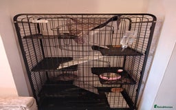 Chinchilla rodents for sale: Chinchilla  - Image 2