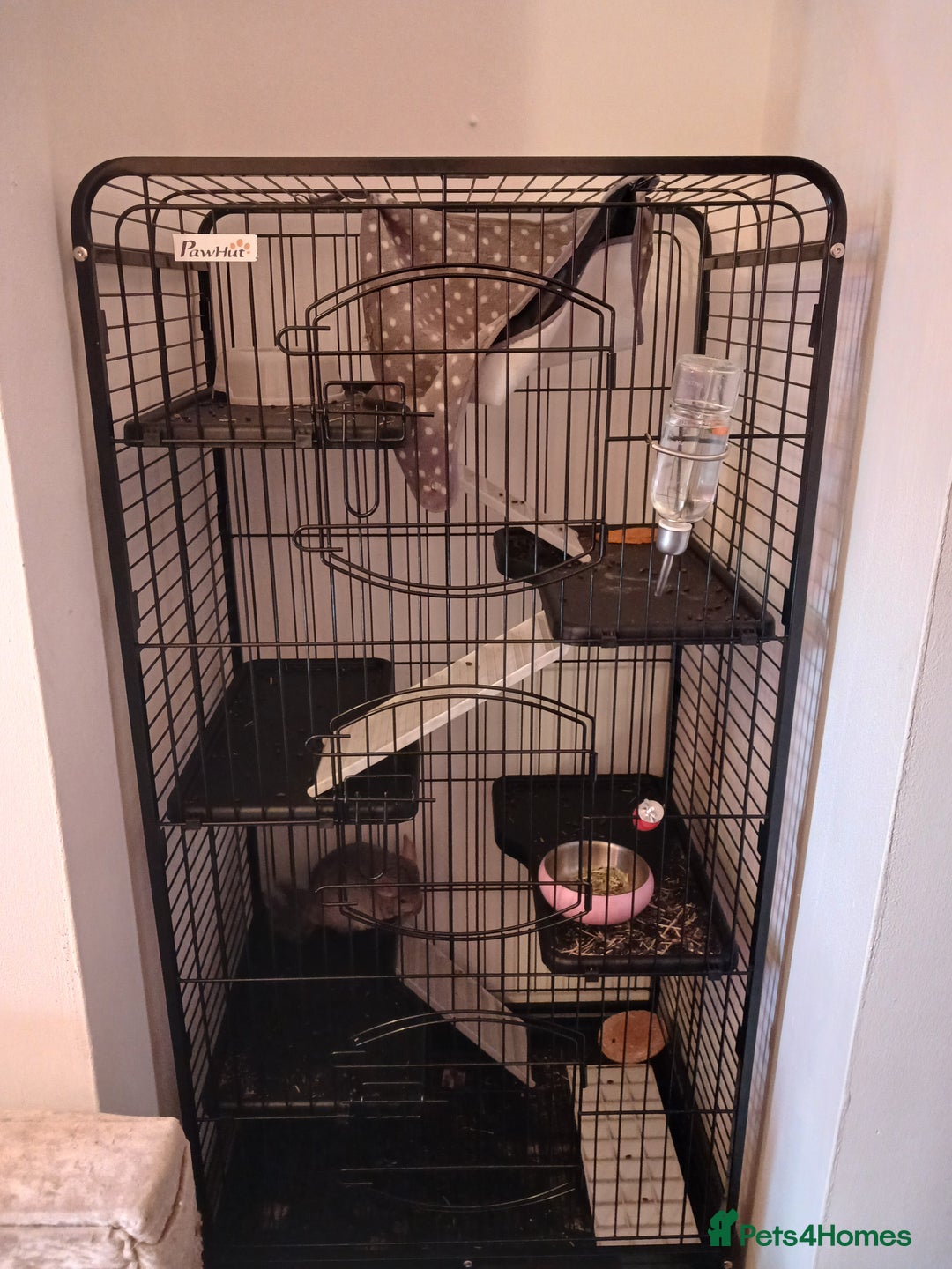 Chinchilla rodents for sale: Chinchilla  - Image 2