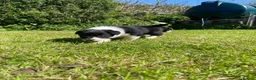 Border Collie dogs for sale: 5 Border Collie Pups  - Advert 7