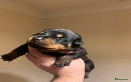 Rottweiler dogs for sale: Rottweiler puppies for sale - Advert 7