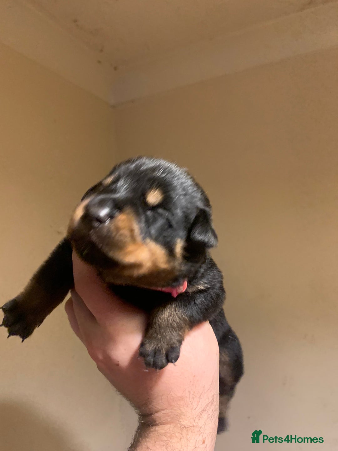 Rottweiler dogs for sale: Rottweiler puppies for sale - Advert 7