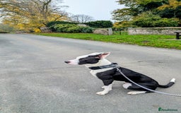 Mixed Breed dogs for sale: Max - Boxer/Collie Cross - Advert 2