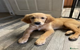 Golden Retriever dogs for sale: Beautiful golden retriever puppy Girl - Image 7