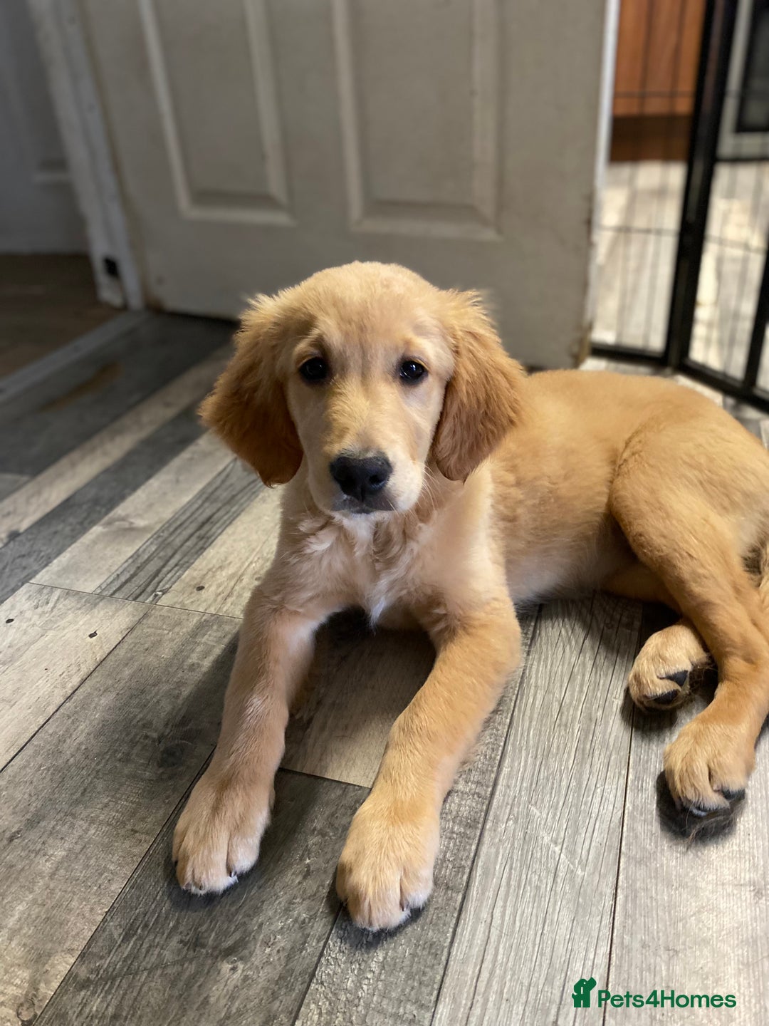 Golden Retriever dogs for sale: Beautiful golden retriever puppy Girl - Image 7