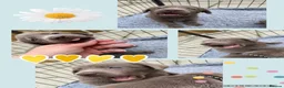 Labrador Retriever dogs for sale: 🌸Extensively health tested KC silver Labrador’s🌸 - Advert 6