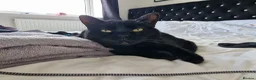 Mixed Breed cats for adoption: Luna needs a loving home  - Advert 3