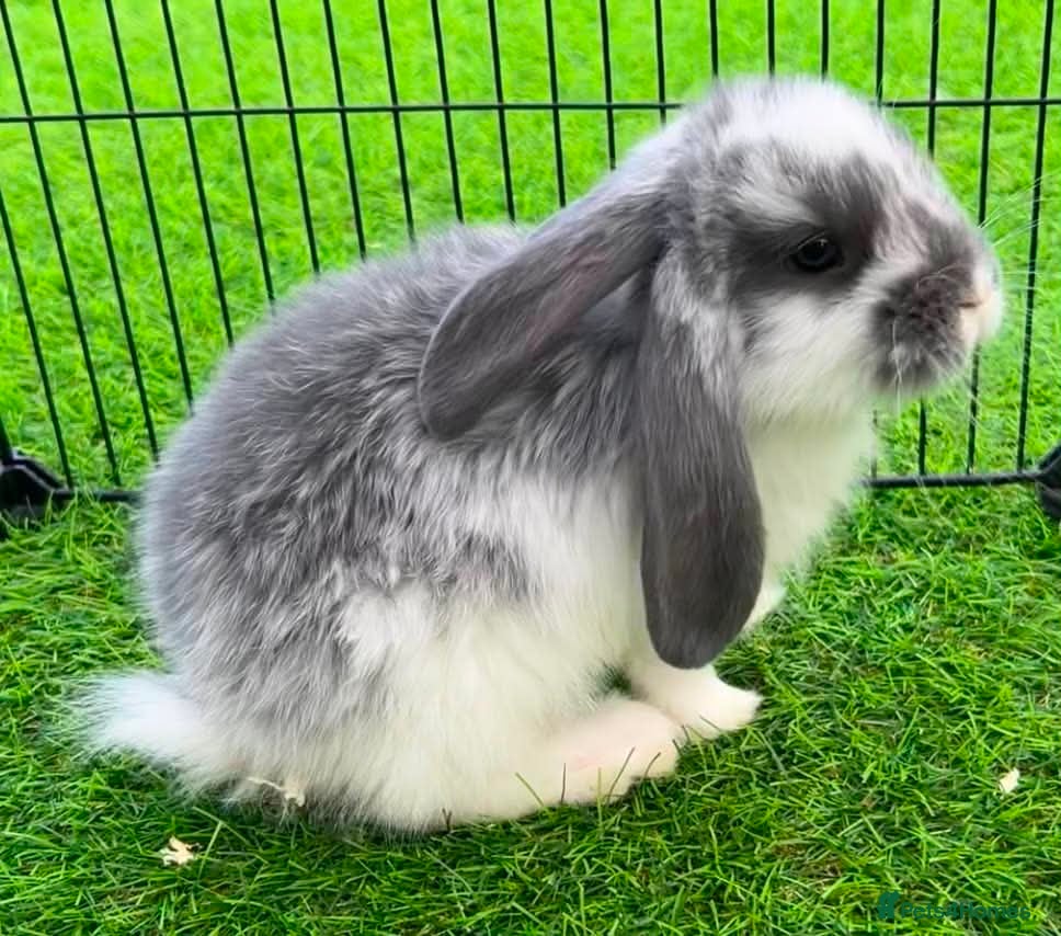 French Lop rabbits Pure French lop - Advert 1