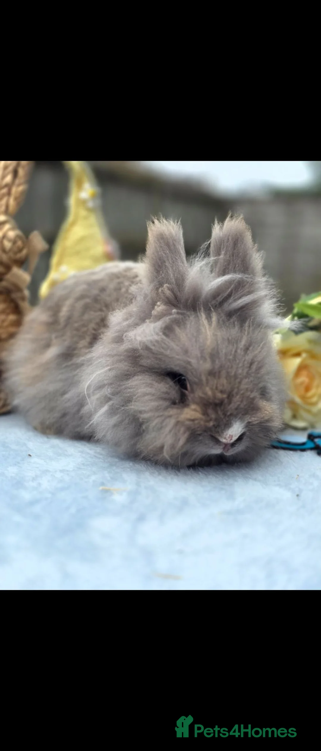 Lionhead rabbits for sale: Double mained lionhead buck - Advert 3
