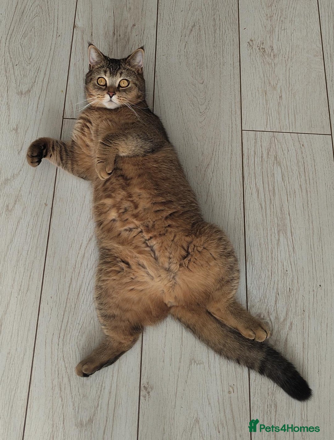 Scottish Fold cats for sale: Douglas - Scottish Straight - Advert 5