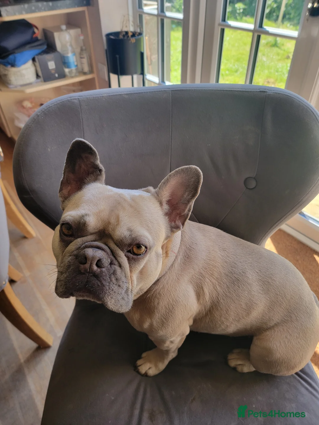 French Bulldog dogs for sale: beloved pet, devastating rehome in Saxmundham - Advert 2