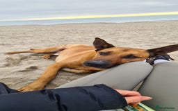 Mixed Breed dogs for sale: Belgian Shephard Cross - Image 4