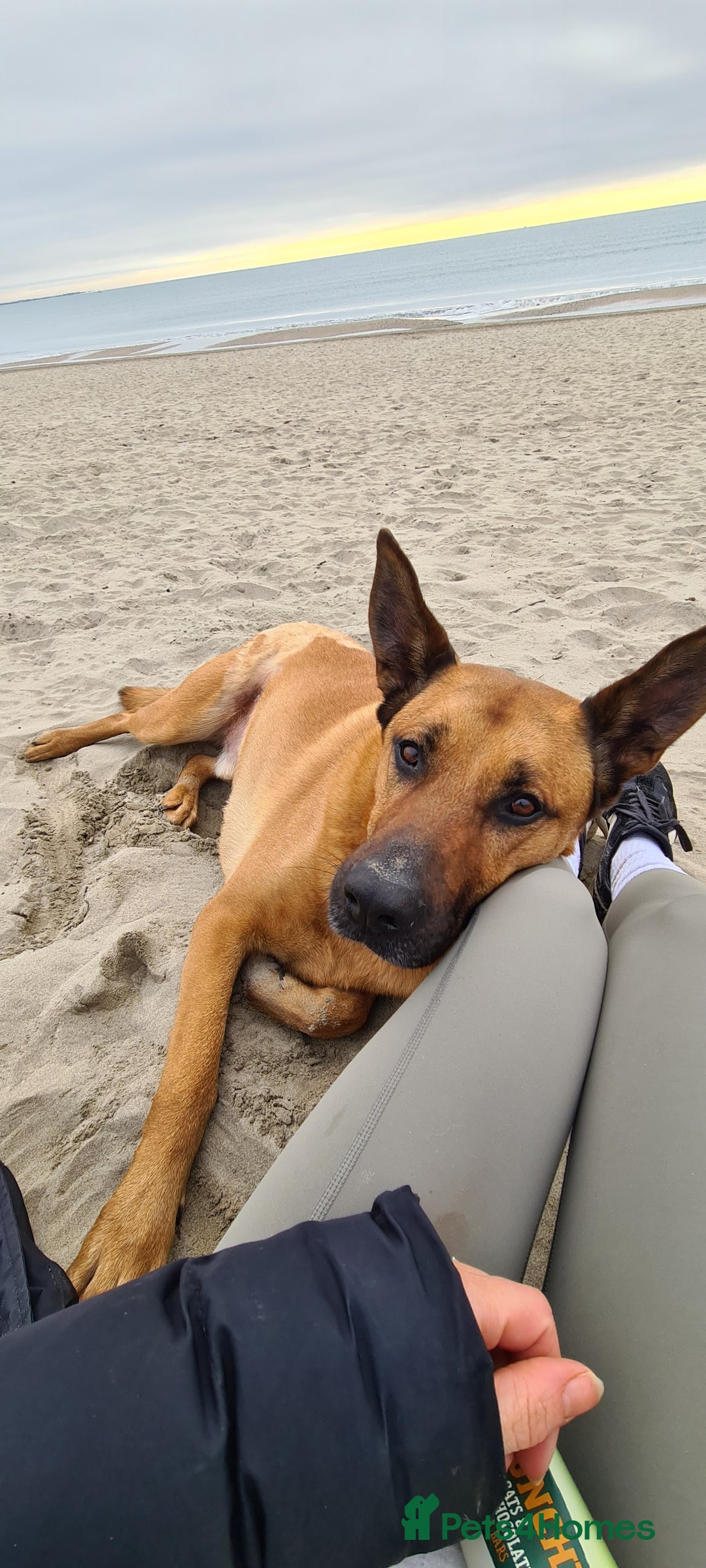 Mixed Breed dogs for sale: Belgian Shephard Cross - Image 4