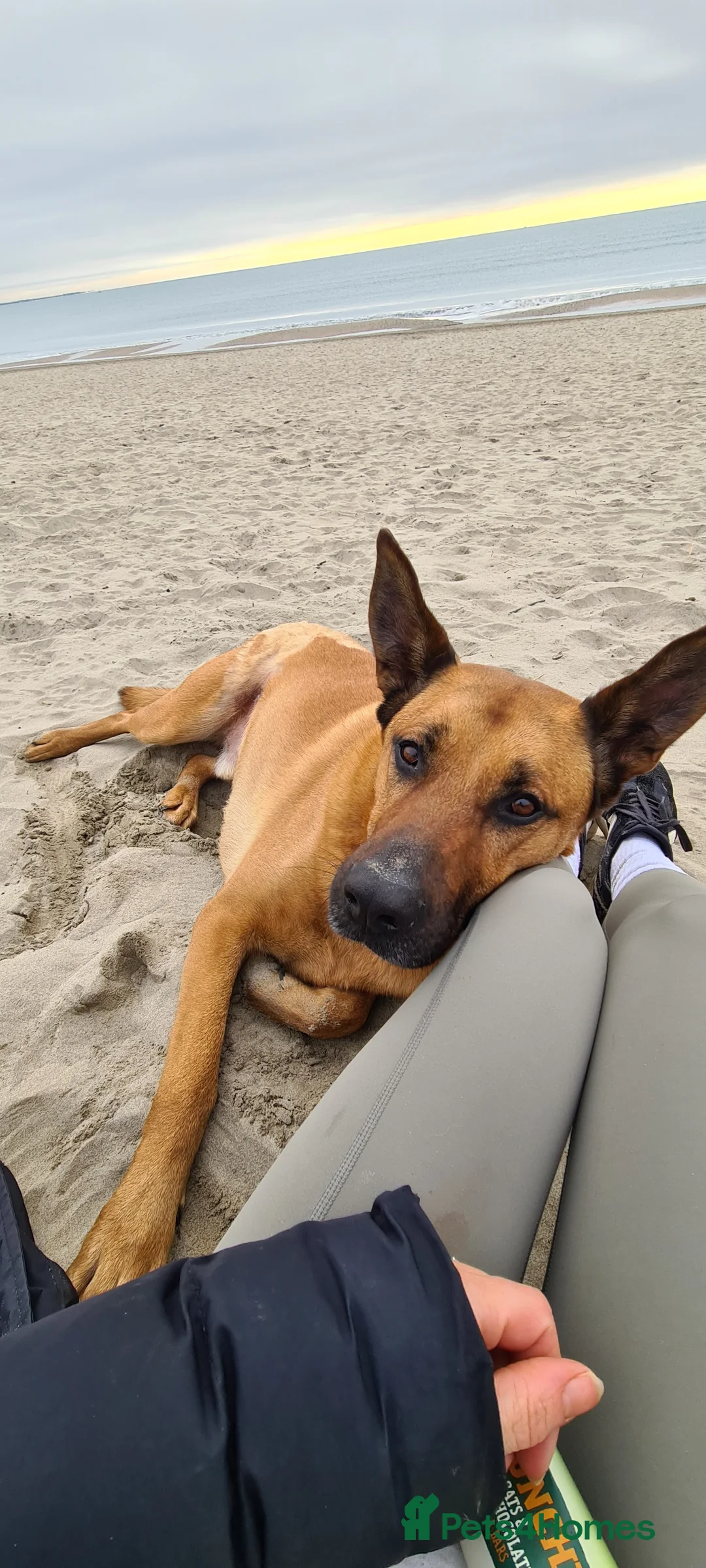 Mixed Breed dogs for sale: Belgian Shephard Cross - Advert 4