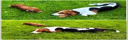 Basset Hound dogs for sale: Basset hound female  - Advert 2
