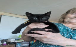 Maine Coon cats for sale: Last 2 beautiful Maine coon x males  - Image 20