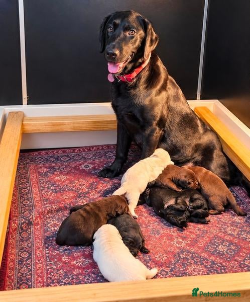 Labrador Retriever dogs Purebred Labrador Puppies. Full pedigree - Advert 1