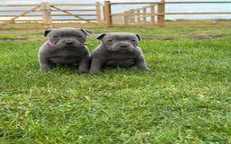 Staffordshire Bull Terrier dogs for sale: Gorgeous KC Reg/Health Tested Blue SBT Puppies - Image 2