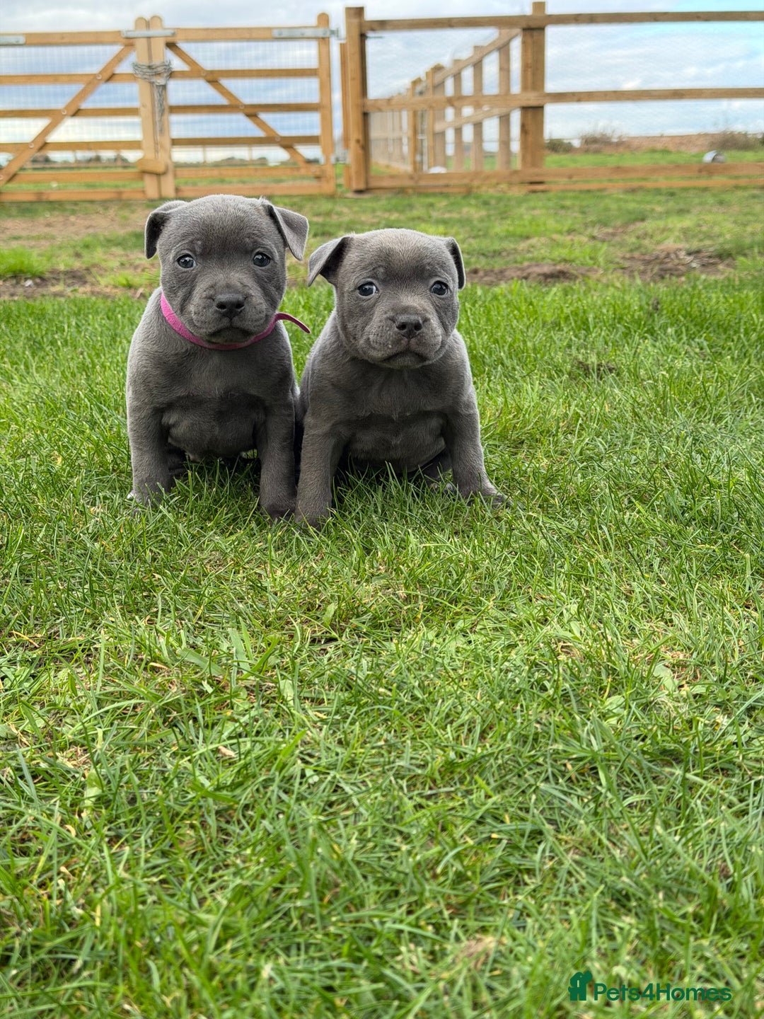Staffordshire Bull Terrier dogs for sale: Gorgeous KC Reg/Health Tested Blue SBT Puppies - Image 2