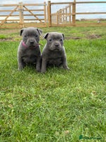 Staffordshire Bull Terrier dogs - Advert 9