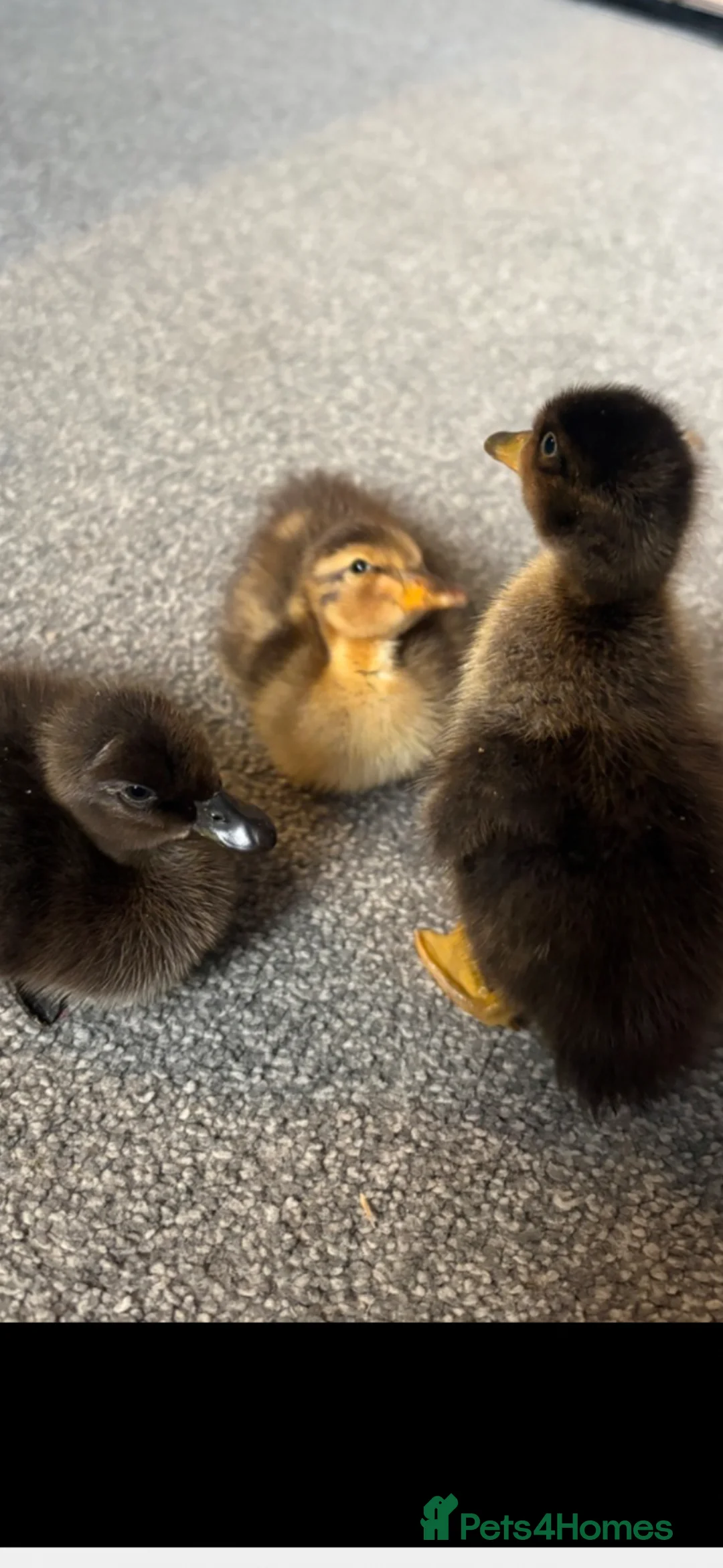 Ducks poultry for sale: Indian runner fertile eggs for sale  - Advert 2