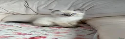 Ragdoll cats for sale: Stunning pure ragdoll kittens 10 weeks old - Advert 19