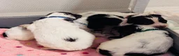 English Springer Spaniel dogs for sale: English springer spaniel puppies - Advert 18