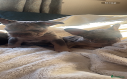 French Bulldog dogs for sale: French bulldogs boys and girls  - Image 6