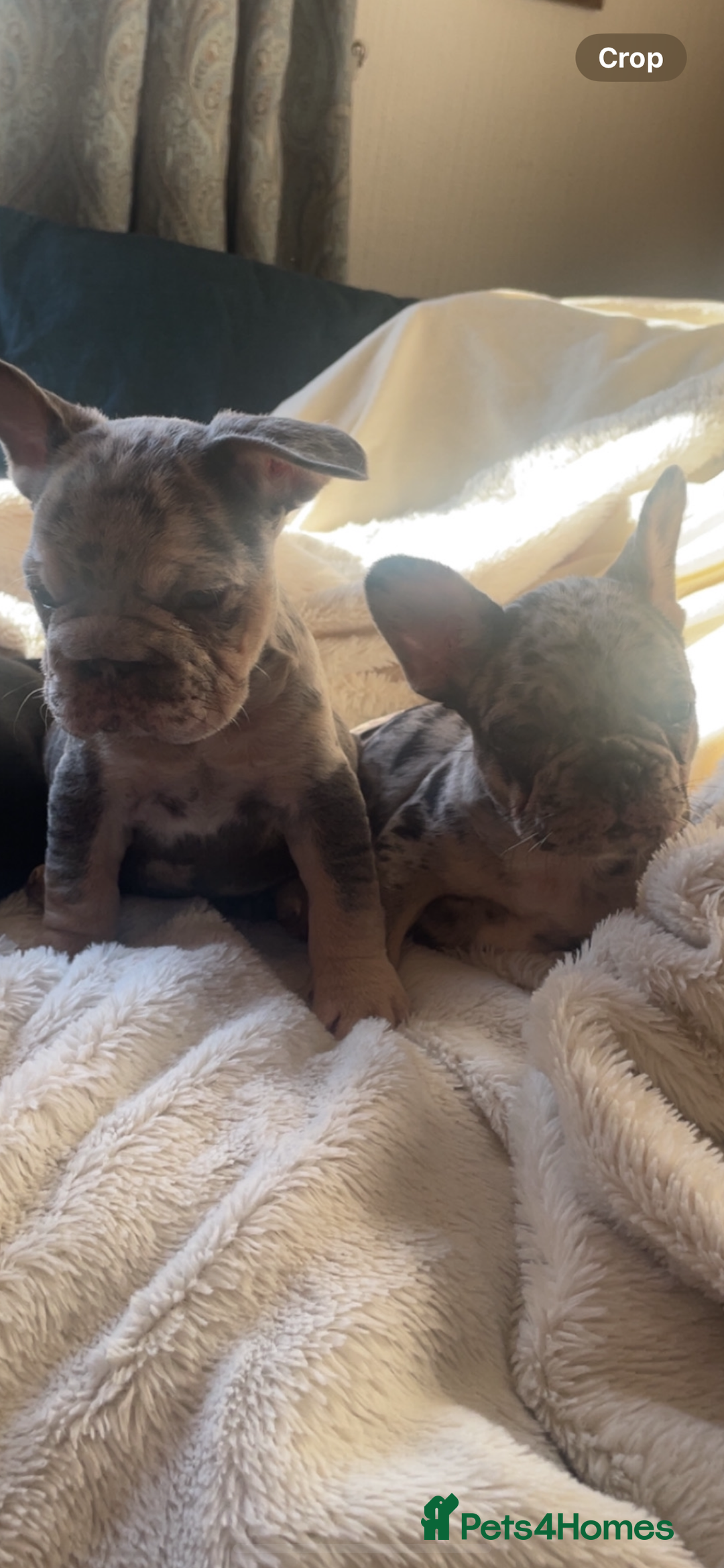 French Bulldog dogs for sale: French bulldogs boys and girls  - Image 6