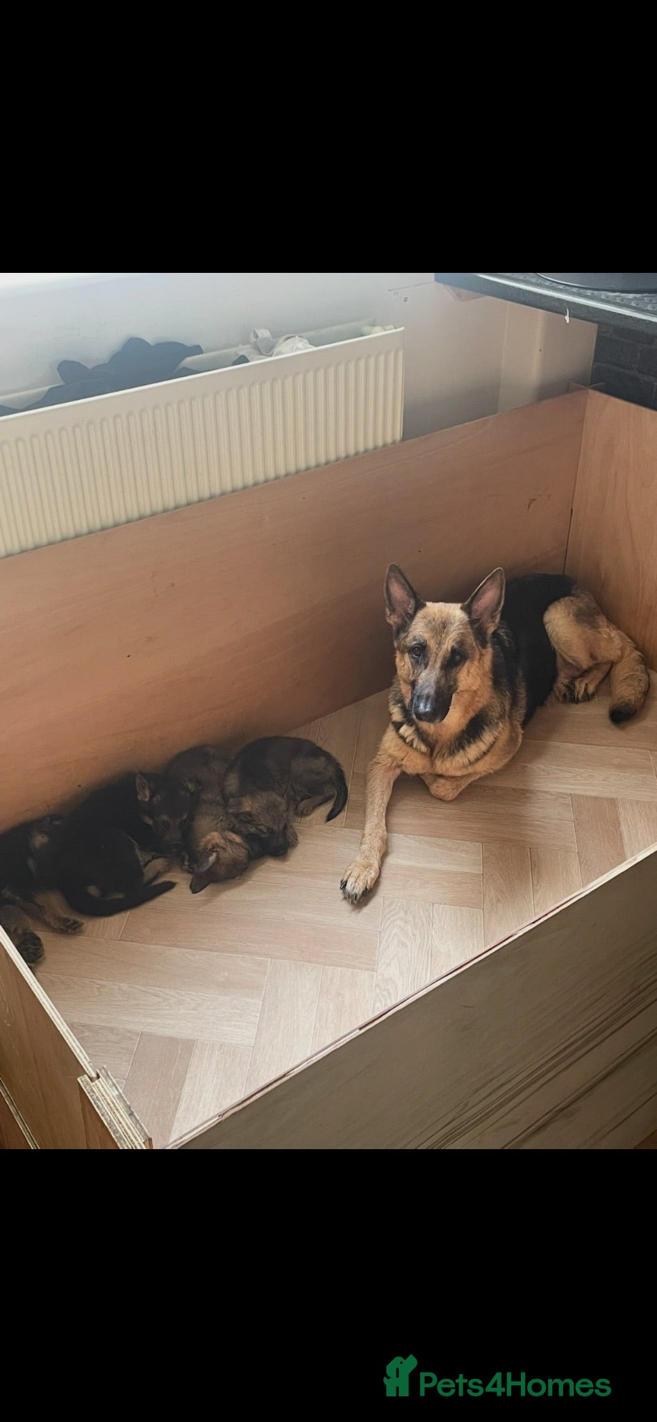 German Shepherd dogs German shepherd puppies  - Advert 5
