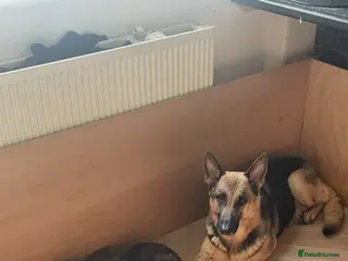 German Shepherd dogs German shepherd puppies - Advert 5