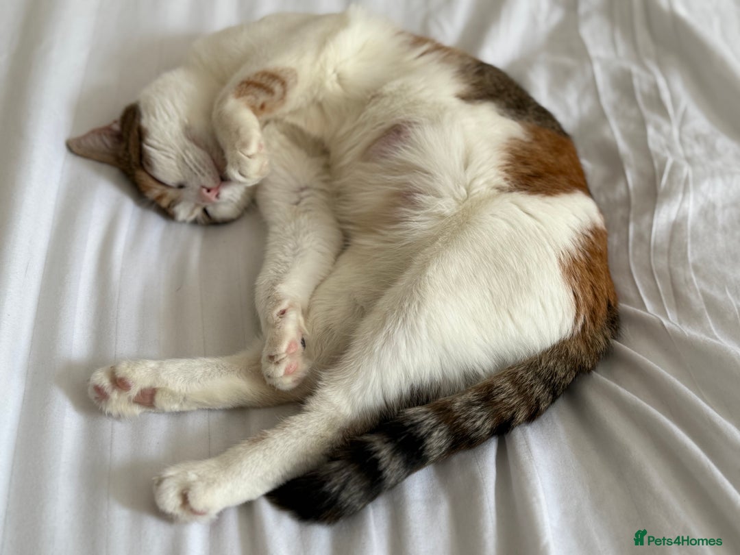 American Wirehair cats for sale: Female American wirehair Calico  - Image 12
