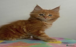 Maine Coon cats for sale: Beautiful Maine Coon x Ragdoll kittens 😻 - Image 6