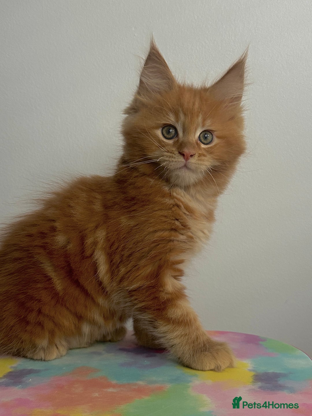 Maine Coon cats for sale: Beautiful Maine Coon x Ragdoll kittens 😻 - Image 6